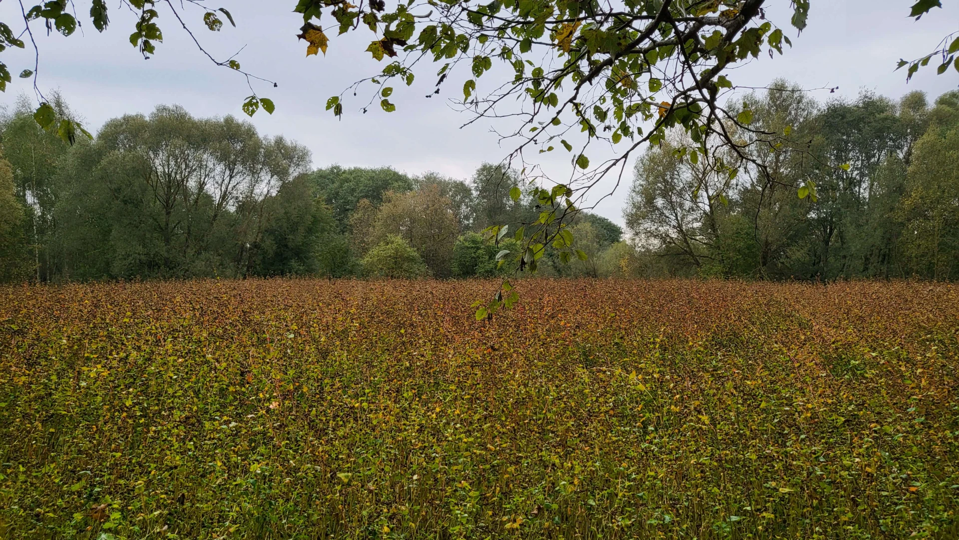 Autumn 5 (October 2023), Used in channel outros and stream screens.