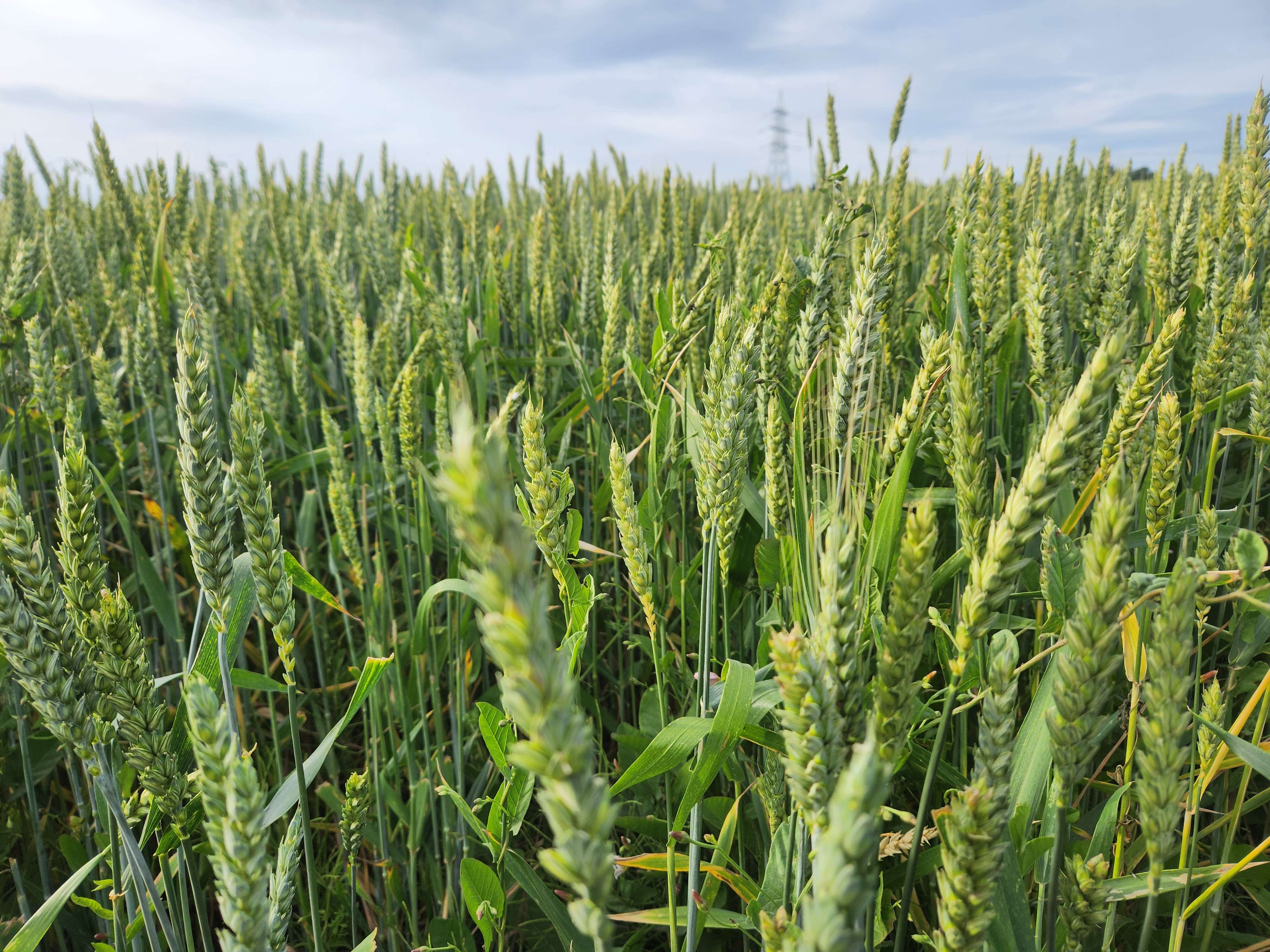 Summer 12 (August 2025), Used in channel outros and stream screens.