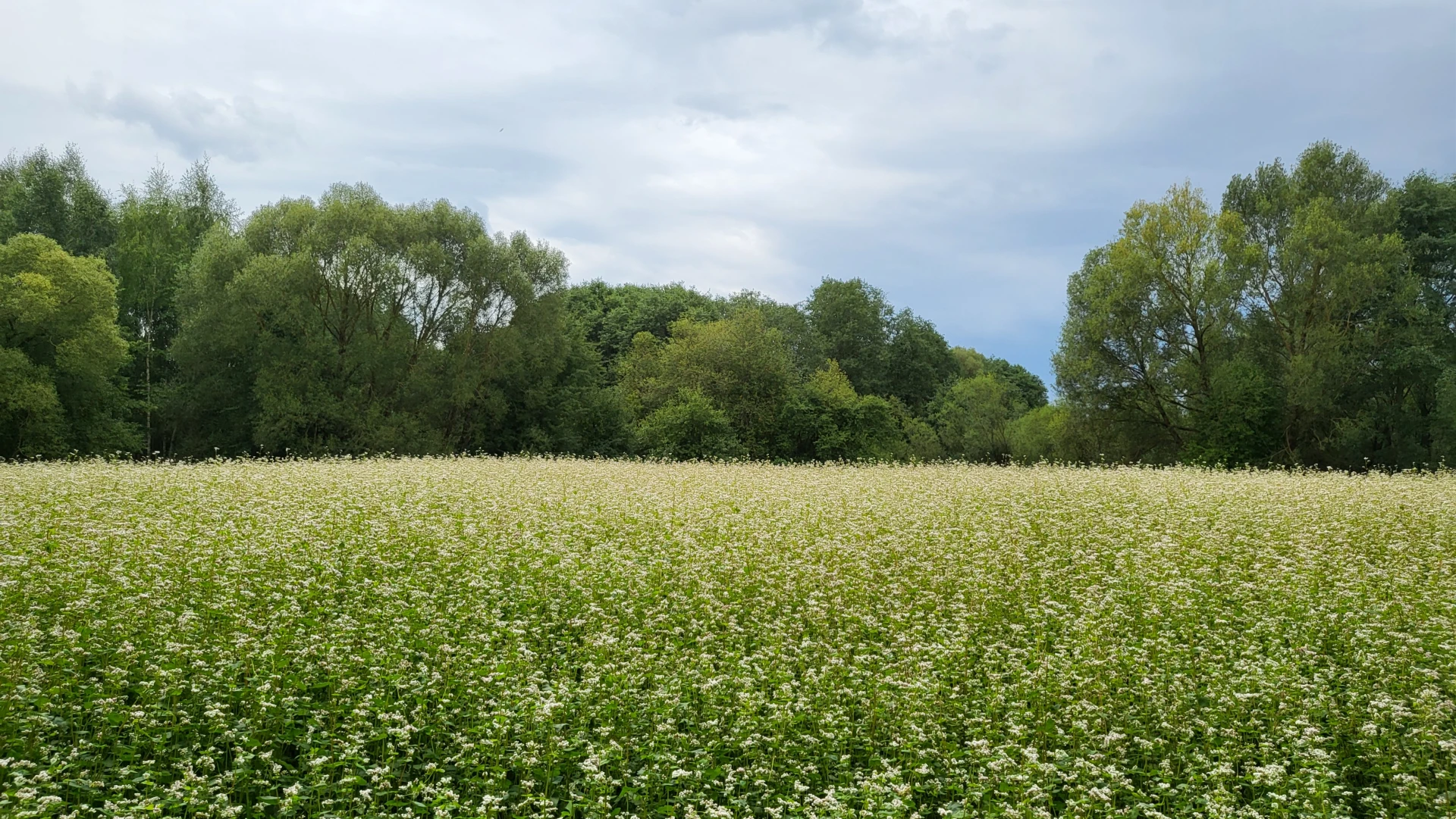 Summer 6 (August 2023), Used in channel outros and stream screens.