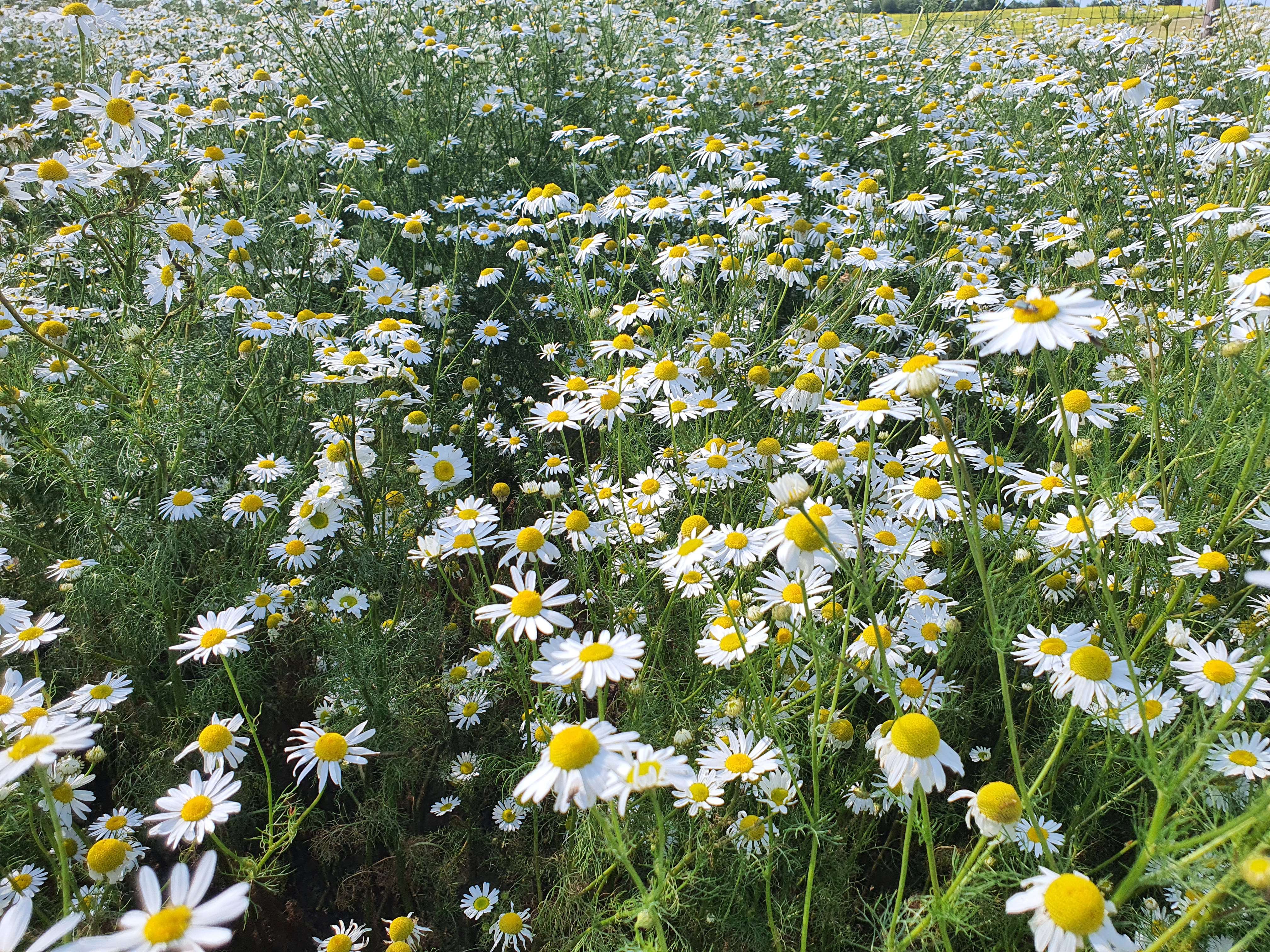 Candidate for Summer 12.