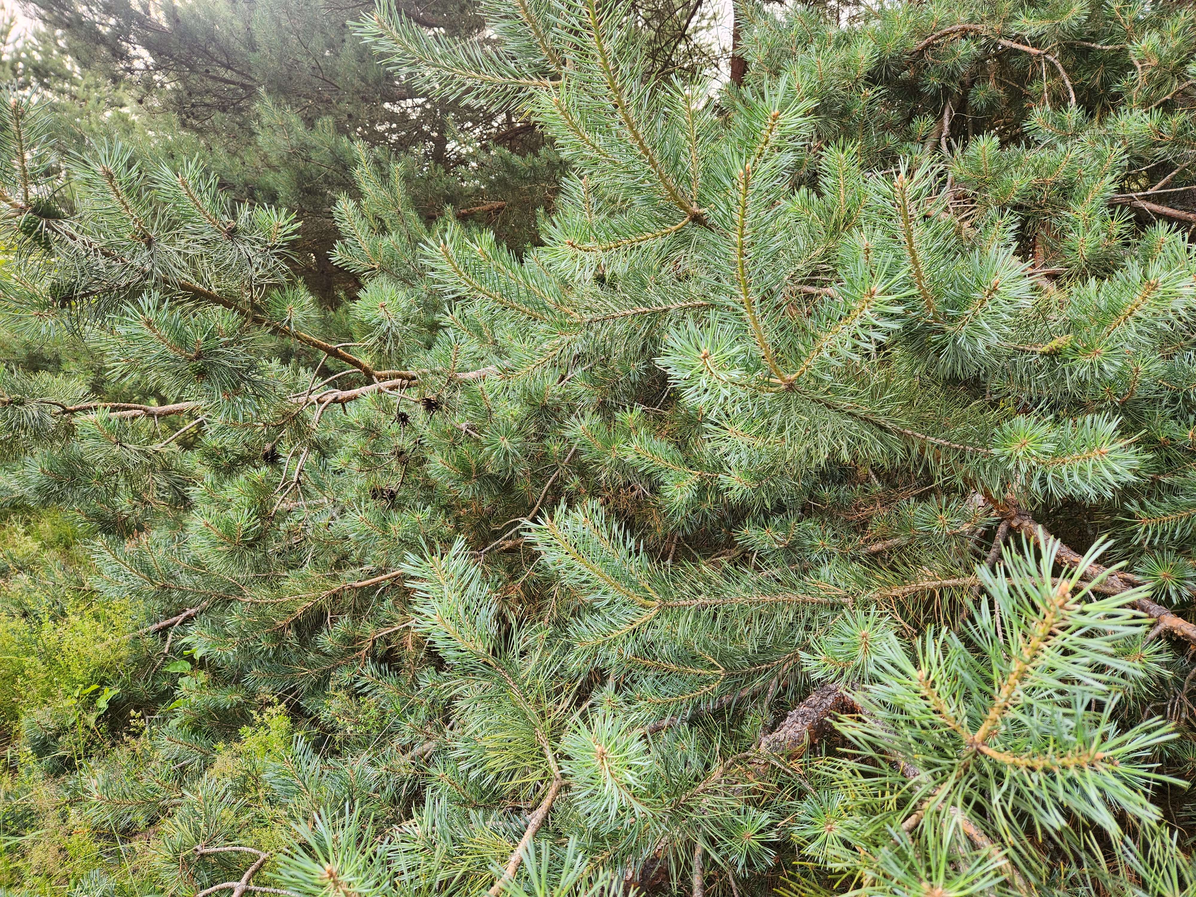 Candidate for Summer 12.