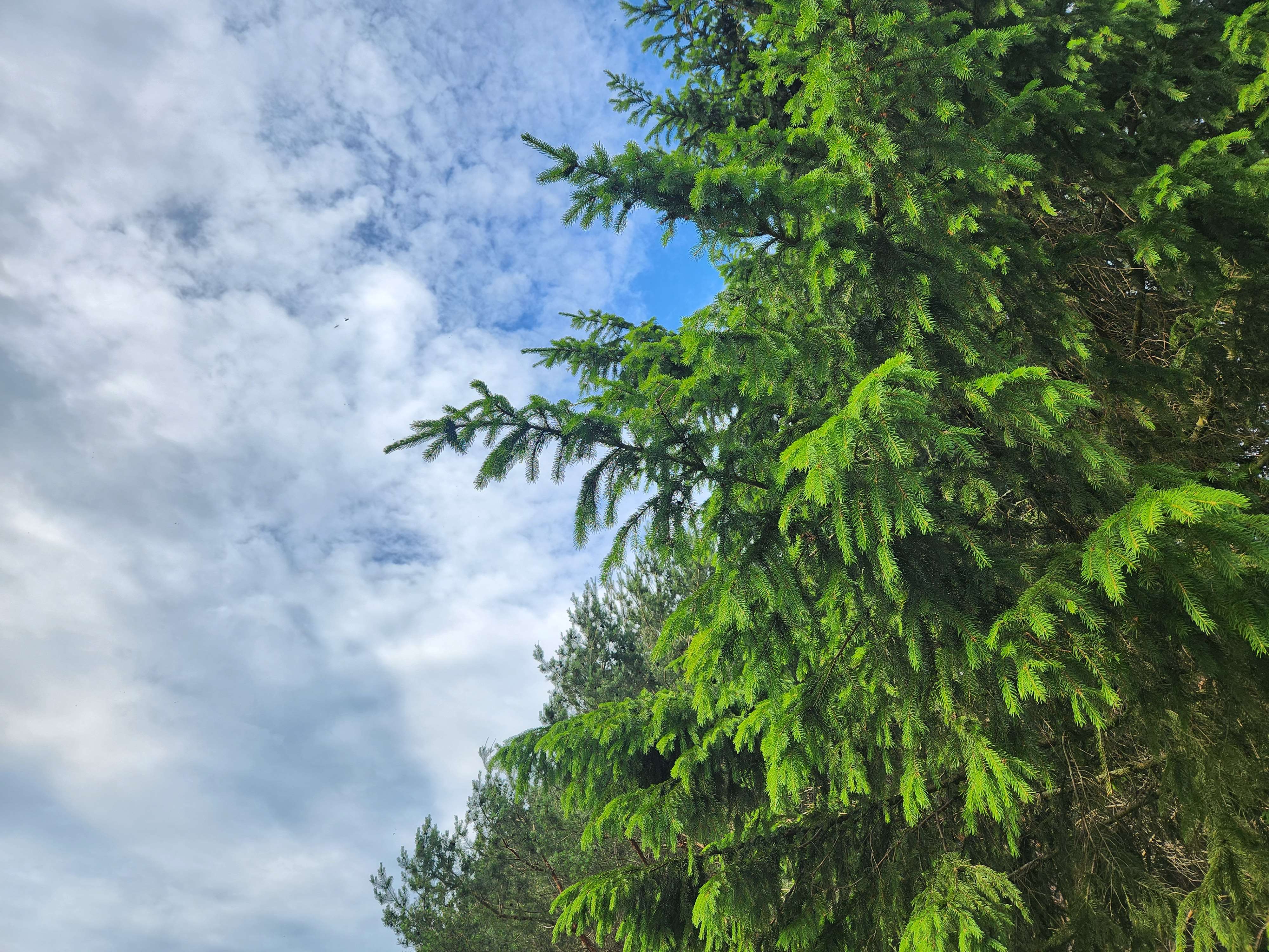 Candidate for Summer 12.