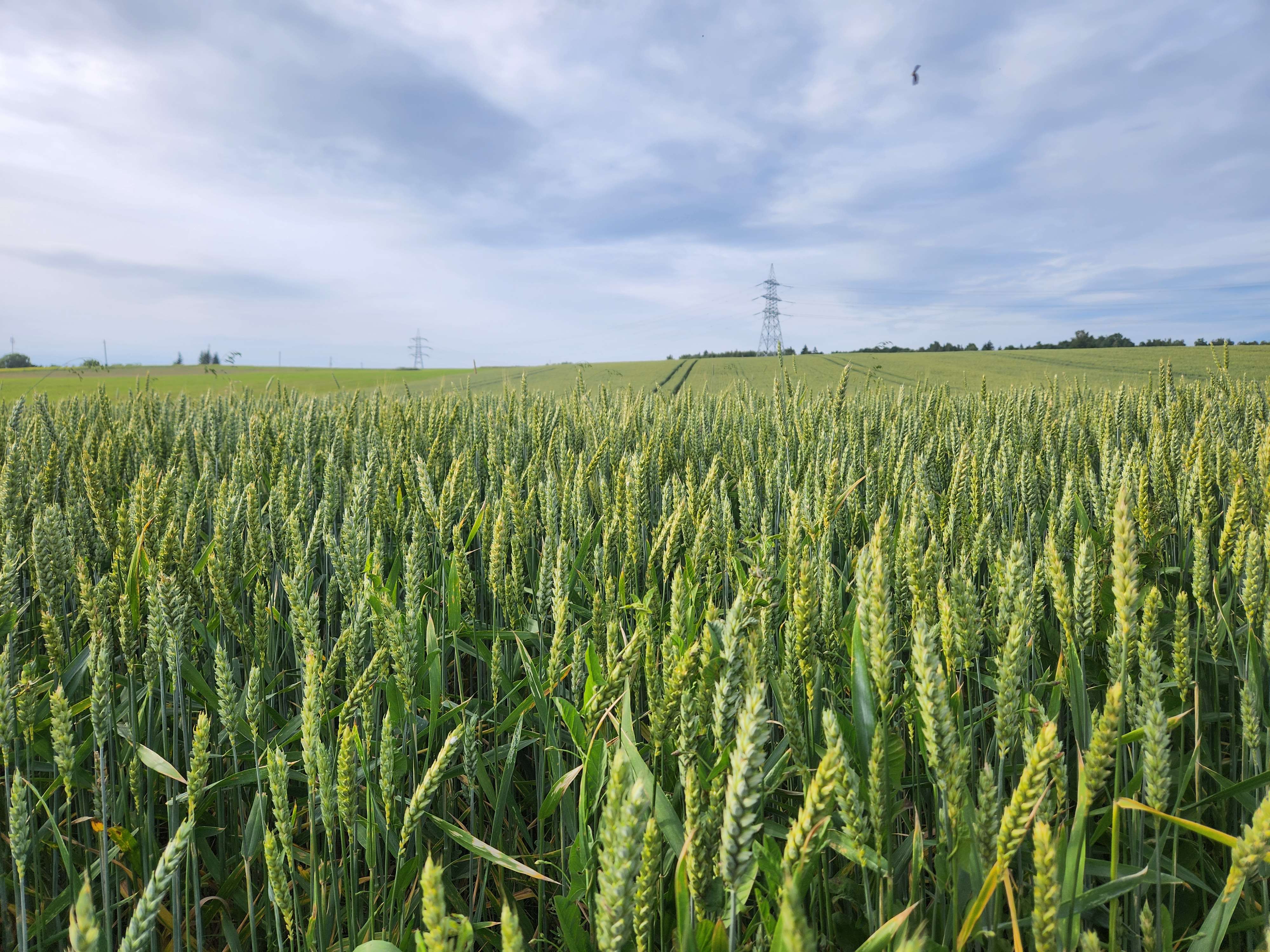 Candidate for Summer 12.