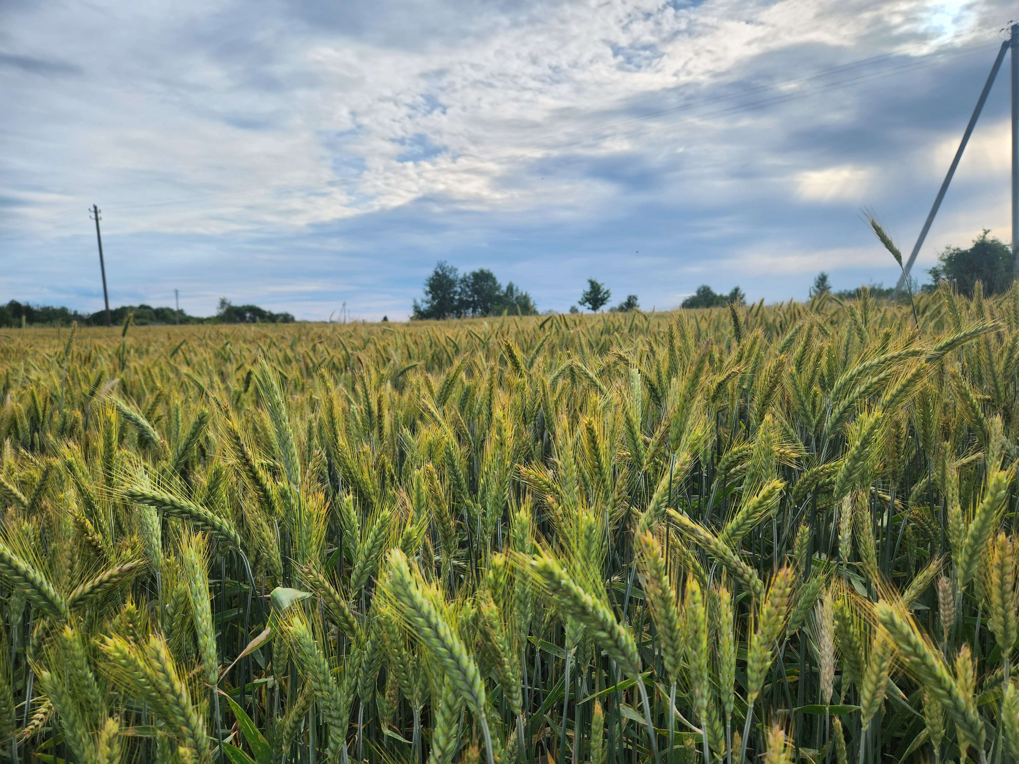 Candidate for Summer 12.