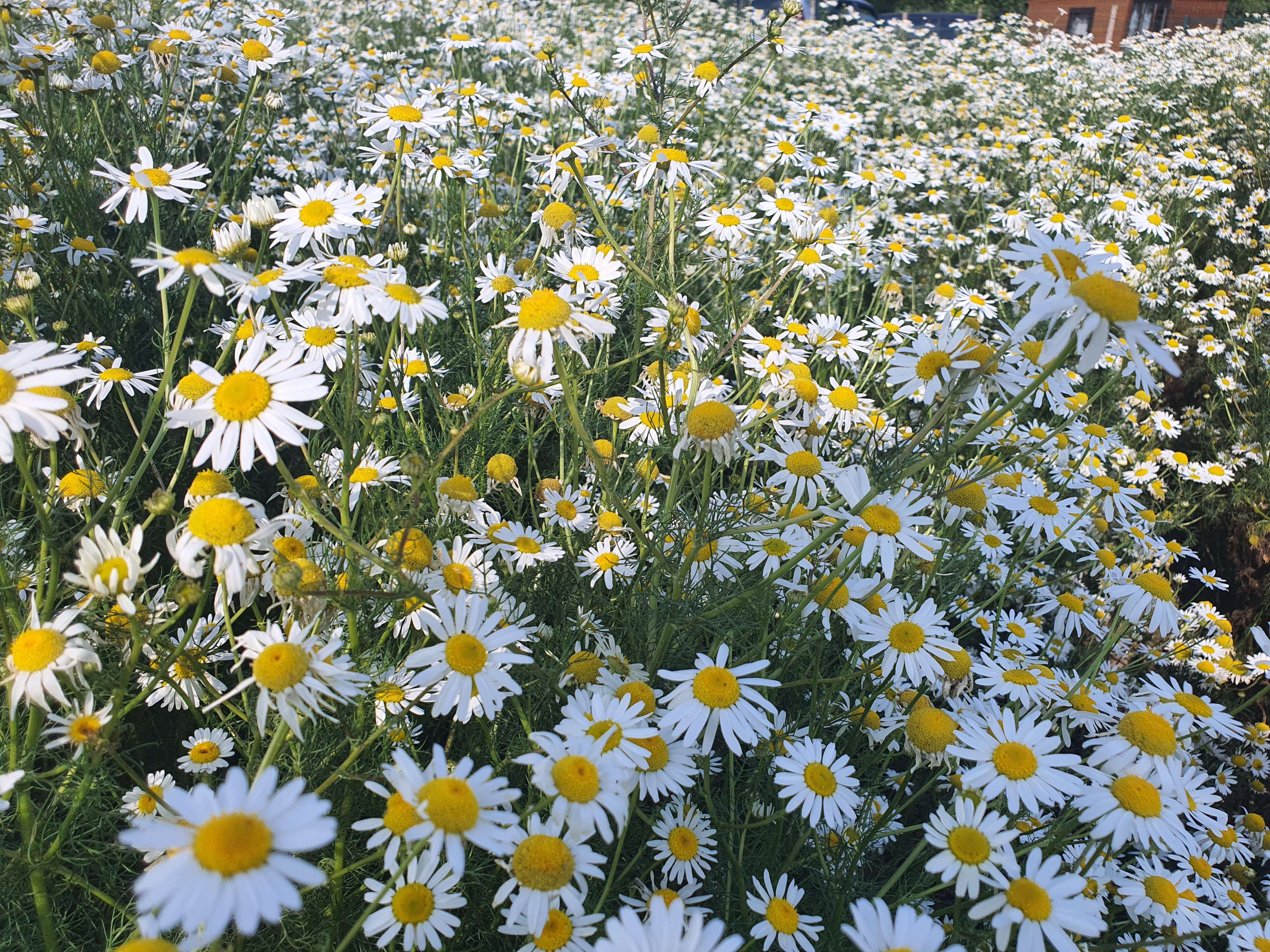 Candidate for Summer 12.