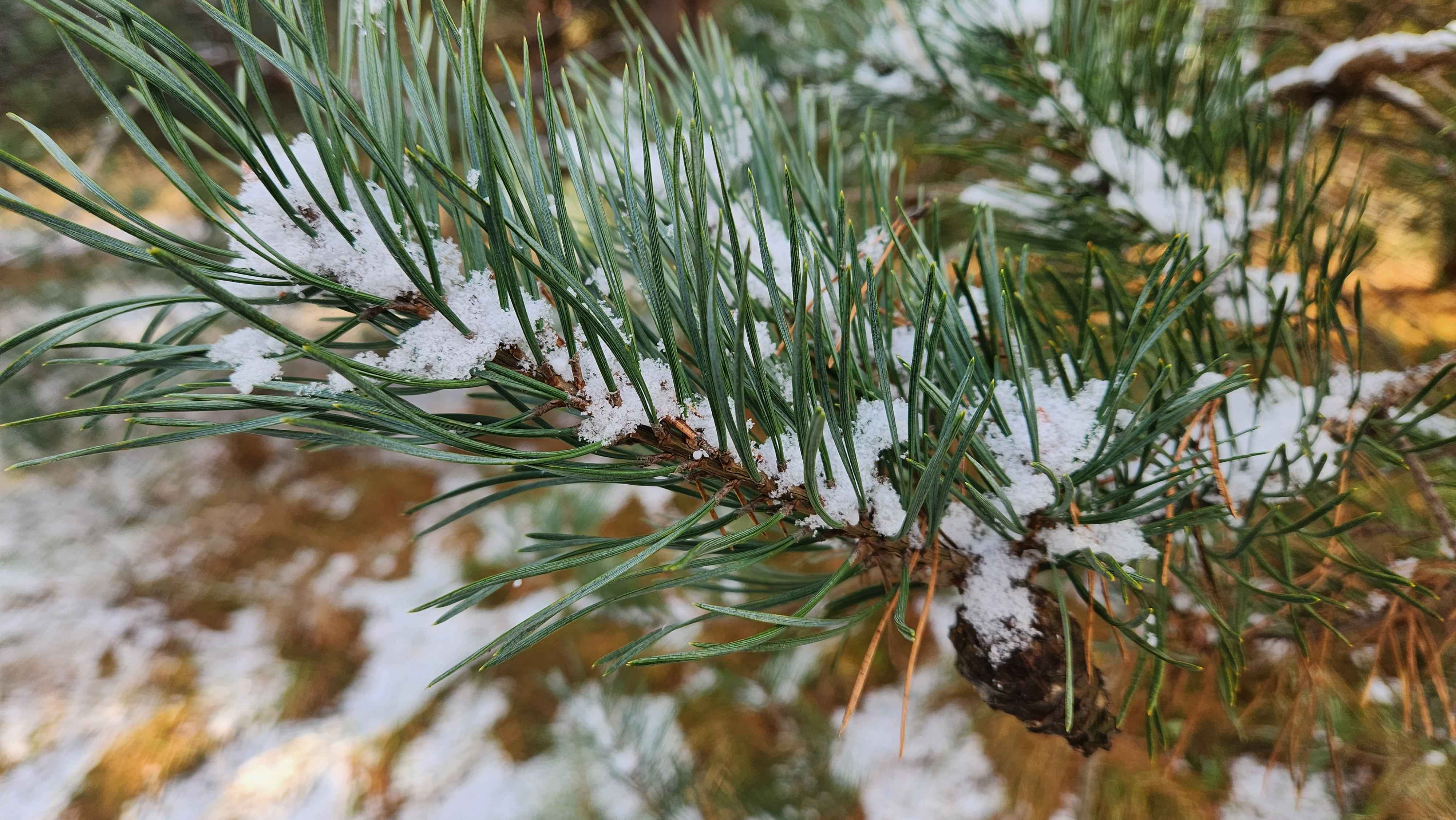 Candidate for Winter 8.